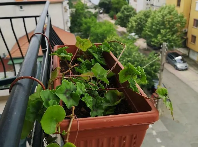 Kovachevi House 3* Приморско